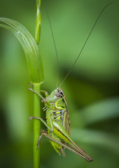 Grasshopper