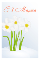 Beautiful congratulation or greeting card for women's day with Narcissus in snow. Russian translation: 8 March. Holiday greetings background in cartoon style. Vector illustration. Flower Collection.