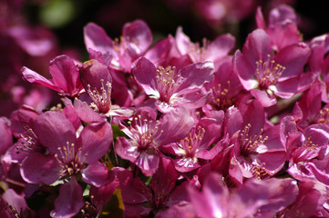 Cherry Tree Blossoms Garden Pink Beautiful