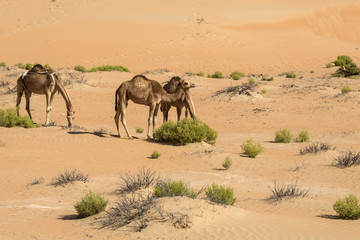 Fototapeta na wymiar empty quarter desert inhabitants