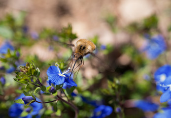 Bombylius major, the spring flowers of Lobelia