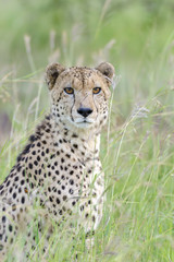 Cheetah (Acinonyx jubatus). KwaZulu Natal. South Africa