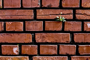 Brick wall daisy growing out of small, detail
