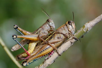 Grasshoppers couple