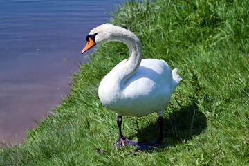 Obraz premium Schwan