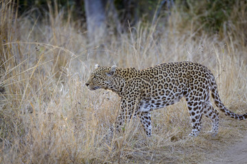 Leopard (Panthera pardus). Mpumlanga. South Africa