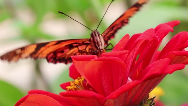 Borboleta e flor vermelha.