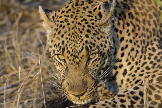 Leopard (Panthera pardus). Mpumlanga. South Africa