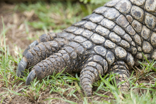 Nile crocodile (Crocodylus niloticus). Detail of foot. KwaZulu Natal. South Africa