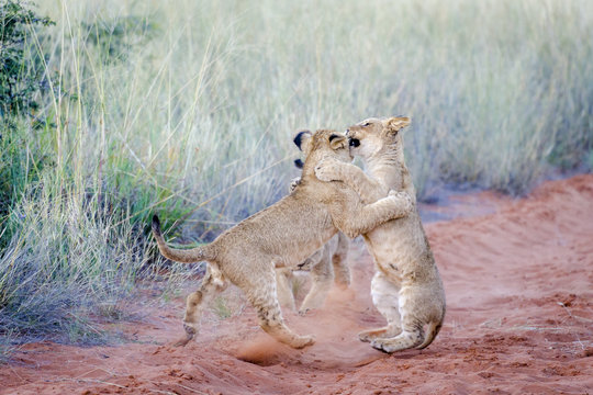 Lion (Panthera leo) cubs playing. Northern Cape. South Africa.
