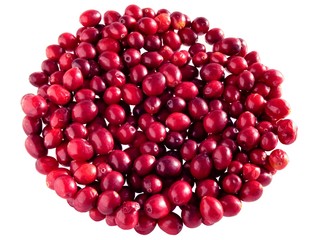 red berries of cranberry