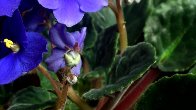 Time-lapse of African Violet(Saintpaulia sp.) flowers blooming.