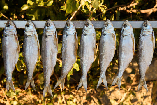 Dried shad (misultin)