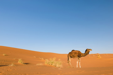Dromedary in the desert Erg Chebbi, Morocco