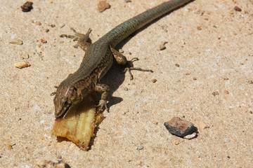Spanish Lizard eating Banana