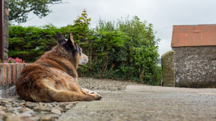 Old dog with sad eyes rests his head