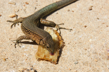 Spanish Lizard licking Banana