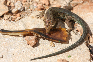 Spanish Lizard eating banana
