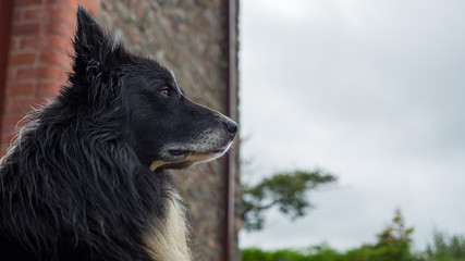 Old dog with sad eyes rests his head