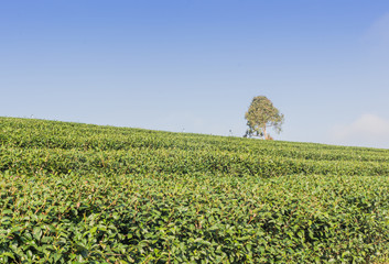 Tea farm in North Thailand, South East Asia.