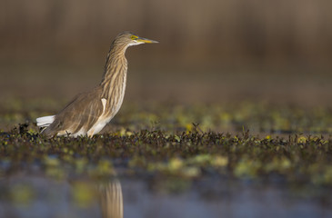 Indian Pond heron