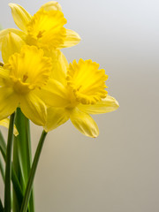 Yellow daffodils on white with copy space