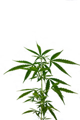 Marijuana leaves isolated on white background.
