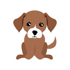 Isolated cute dog