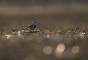 White Wagtail at sunset