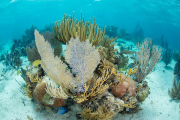 Underwater Scenery in Belize