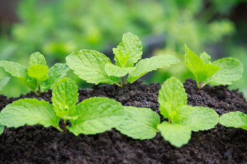 Fresh mint growing on vegetables planting area, Green Mint plant