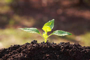 Young Plant growing in soil on the morning light