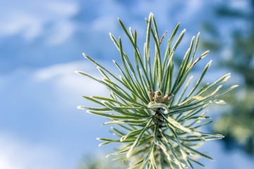 Coniferous branch covered with frost on a sunny day
