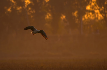 Fototapeta premium Bar headed Goose flying at sunset