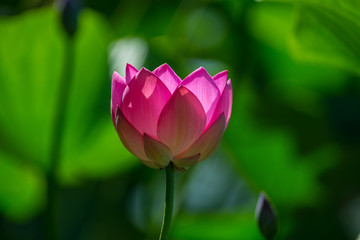 Fototapeta premium Blossoming lotus on a river in summer