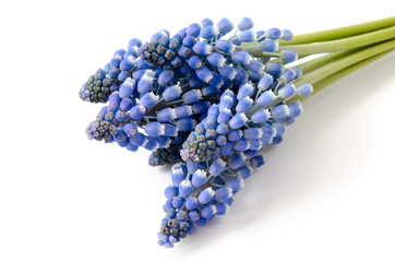 Muscari