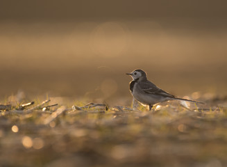 White Wagtail St sunset