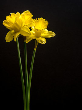 Three daffodils on black with copy space