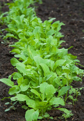 Organic radish planting
