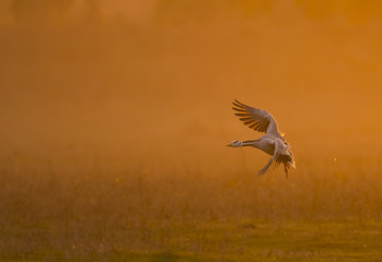 Bar headed Goose flying at sunset