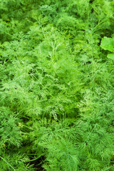 Young dill plant
