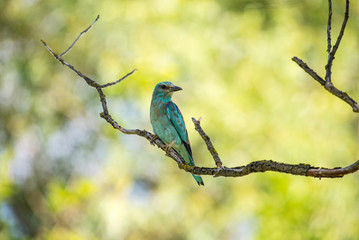 Roller bird on a branch in sunny background