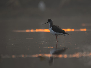 Black winged Stilt