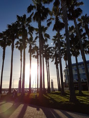 Jack London Square Palm Trees