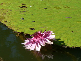 riesenseerosen © Gerhard