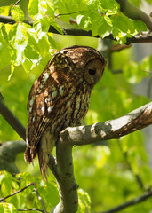 Tawny Owl ( Strix Aluco  )