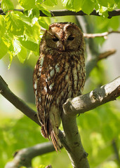 Tawny Owl ( Strix Aluco  )