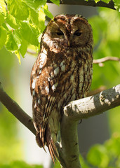 Tawny Owl ( Strix Aluco  )