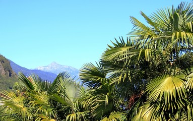 Palmen im Tessin