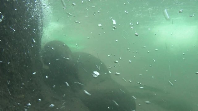 Underwater clip of curious otter swimming around in circles, playful for the camera.